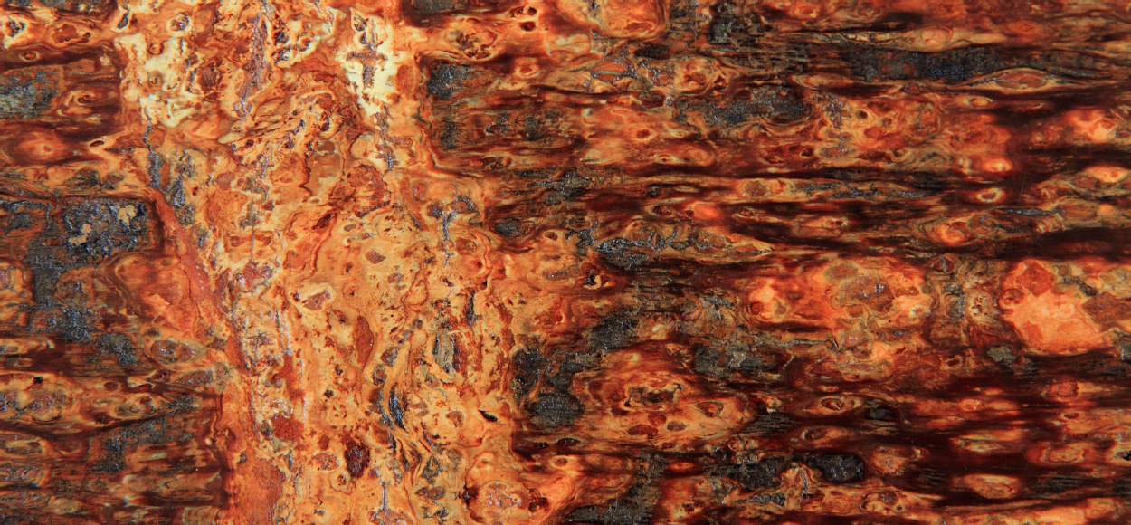 写真：材料となるオオヤマザクラ及びカスミザクラの樹皮